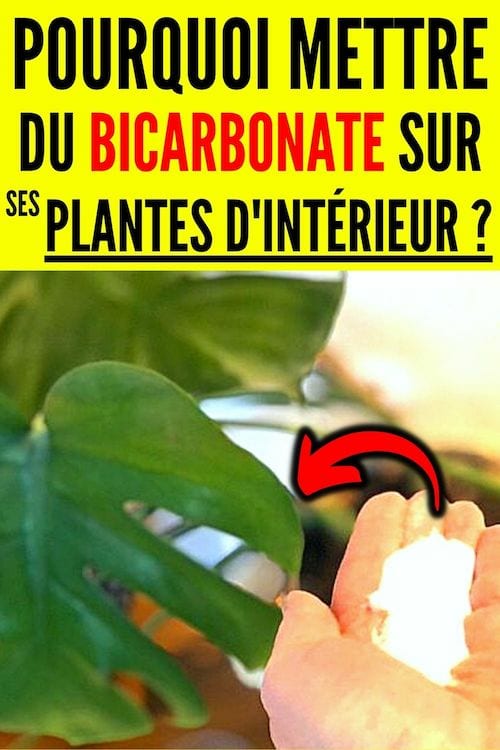 Pourquoi mettre du bicarbonate sur ses plantes d'intérieur 