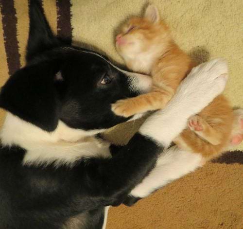 Un chien noir et blanc collé à un chaton roux 