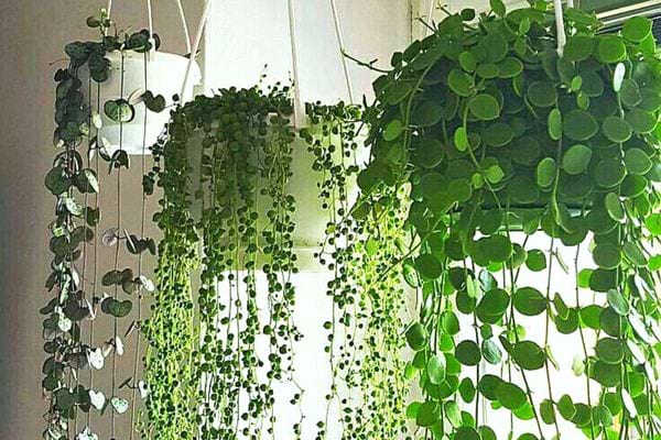 Plusieurs chaîne de cœur suspendues dans des pots en intérieur