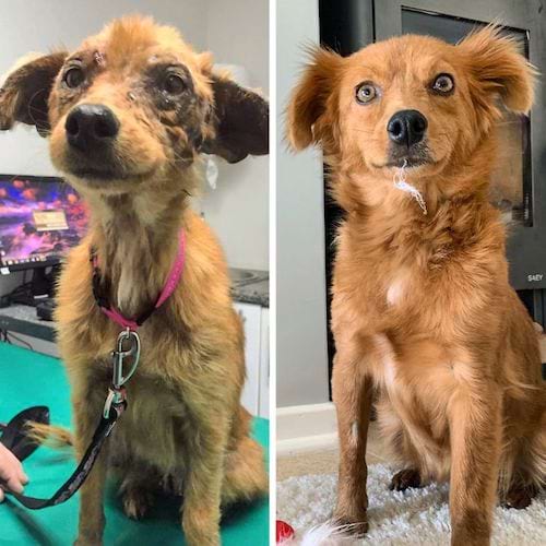 Un chien en mal en point avant et qui est en parfaite santé après 