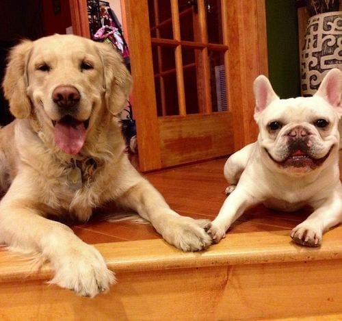 Deux chiens qui se tiennent la main en souriant 