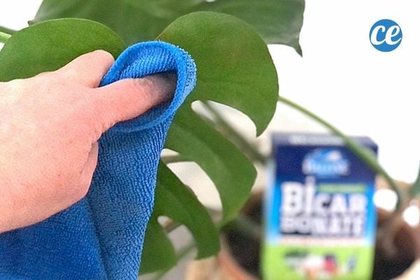 Une personne passant un chiffon micro-fibre bleu sur une plante avec du bicarbonate 