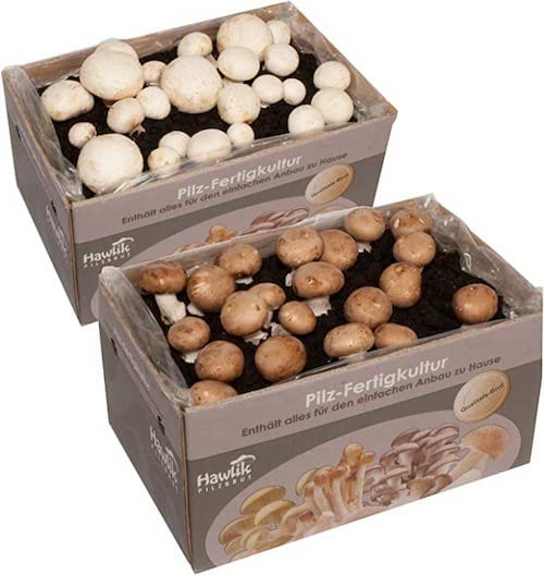 Deux kits pour faire pousser des champignons