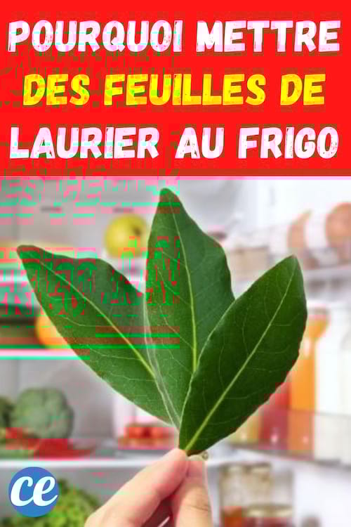 Une personne qui met des feuilles de laurier dans un frigo pour le désodoriser