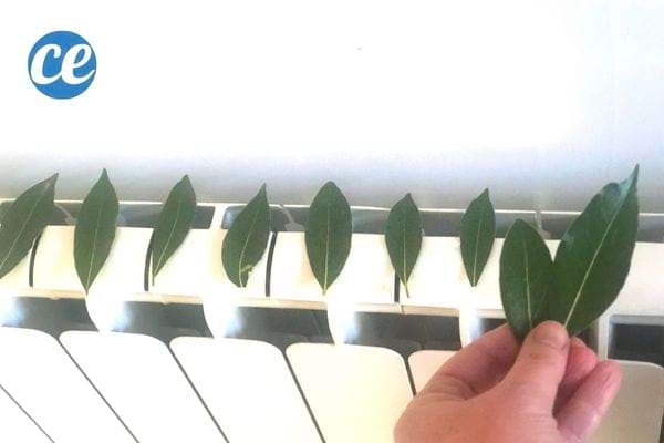 feuilles de laurier sur un radiateur blanc