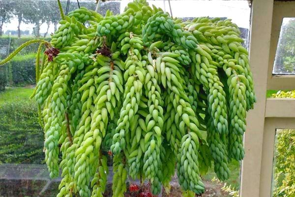 L'orpin de Morgane en intérieur