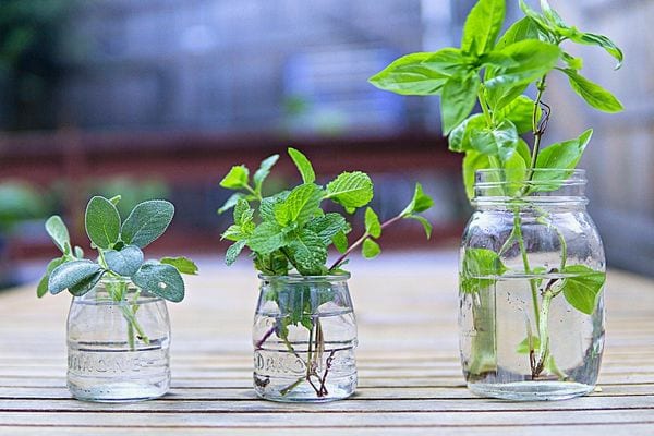 Trois bocaux en verre remplies d'eau et d'herbes aromatiques 