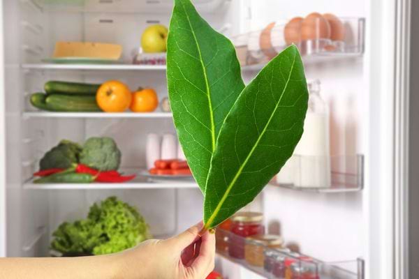 deux feuilles de laurier devant un frigo ouvert