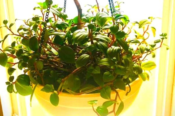 La codonanthe dans un pot suspendu en intérieur