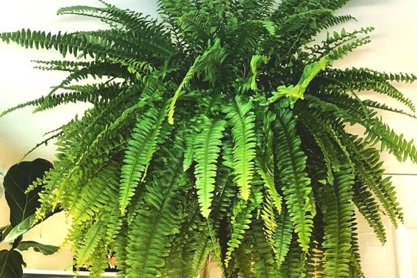 La fougère de Boston en intérieur