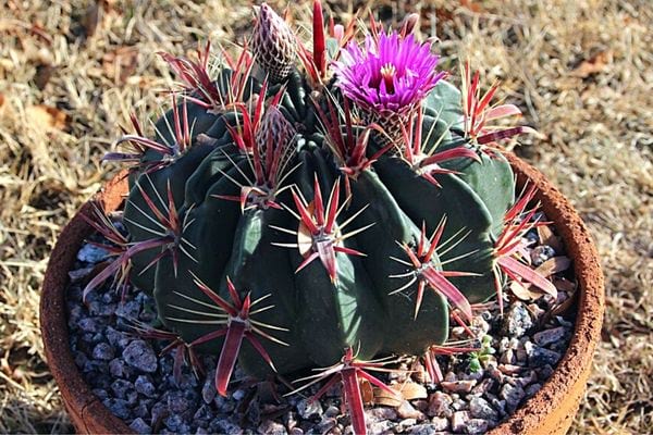 Un ferocactus dans un pot de fleur