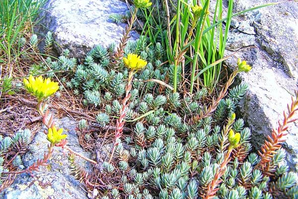 La joubarbe avec des rochers à proximité 