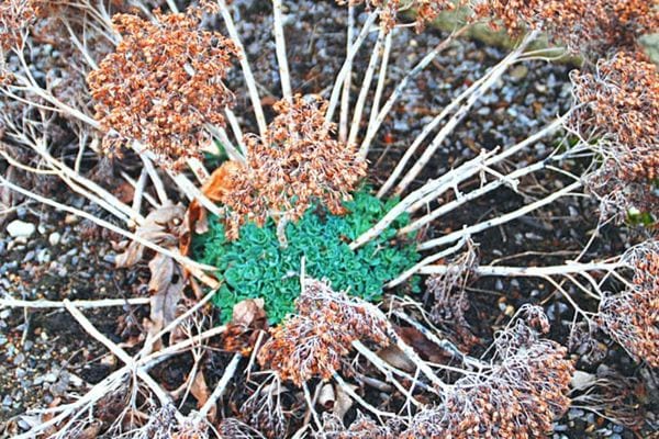 Le sedum en extérieur 