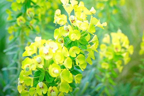 L'euphorbe en extérieur 