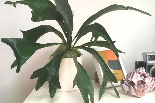 La corne d'élan dans un pot blanc en intérieur