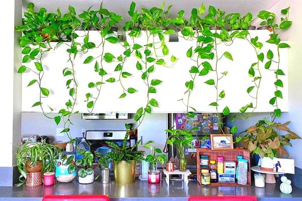 Le pothos suspendu au dessus d'un meuble blanc en intérieur