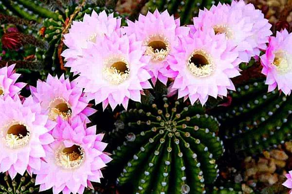 Une plante échinopsis
