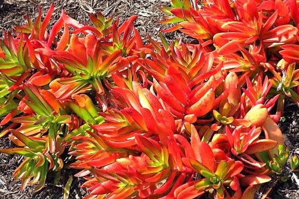 Le crassula en extérieur 