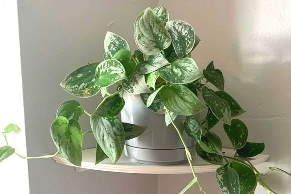 Le scindapsus dans un pot gris en intérieur