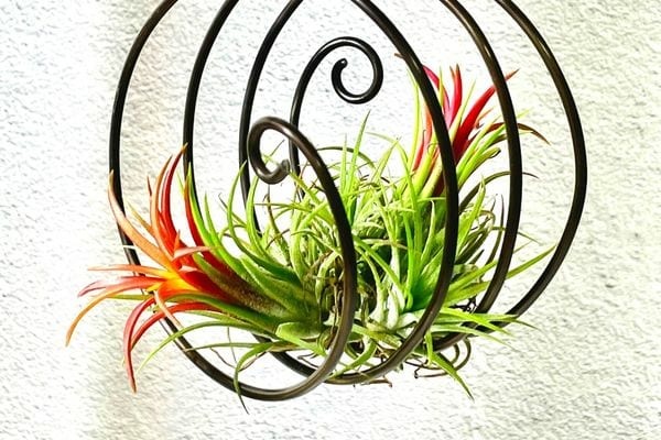 Les plantes aériennes colorées et suspendues en intérieur