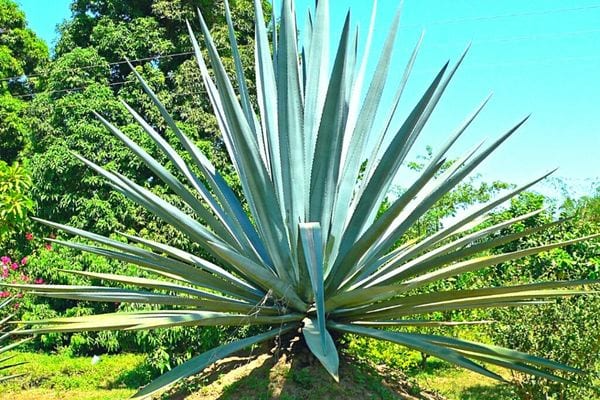 Une grande plante d'agave en extérieur