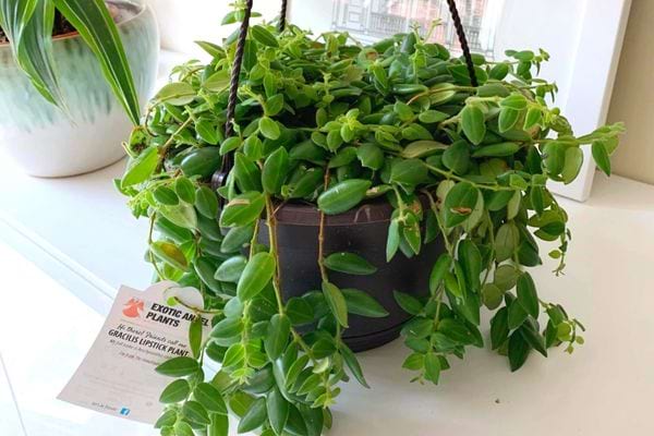 L'aeschynantus tombante dans un pot noir en intérieur