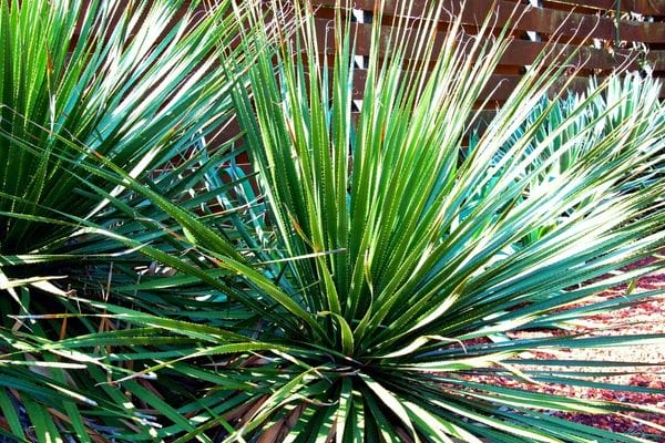 Un grand dasylirion en extérieur 