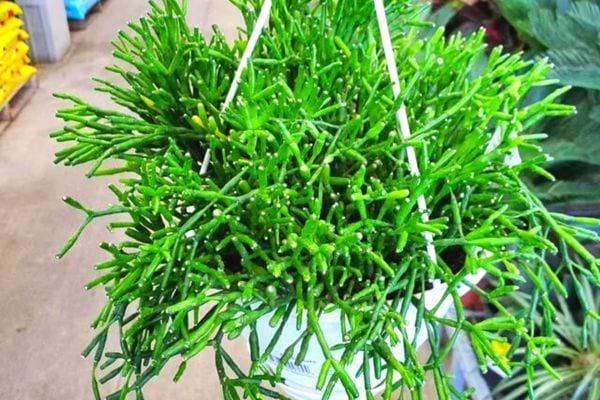 Le rhipsalis suspendu dans un pot blanc en intérieur