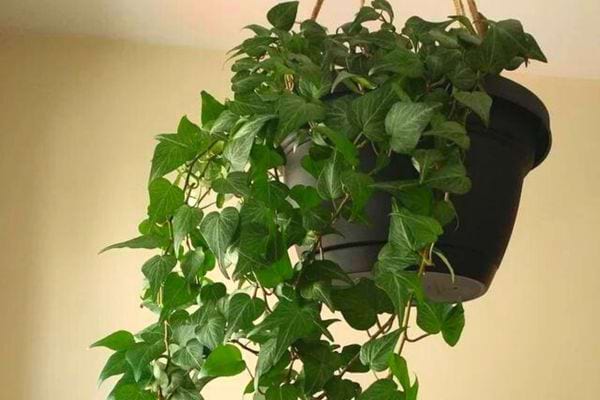 Le lierre suspendu dans un pot noir en intérieur