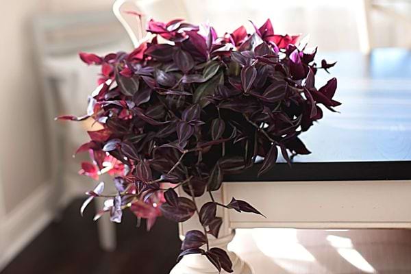 La misère suspendu en intérieur