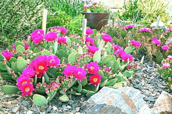 Plusieurs opuntia en extérieur 