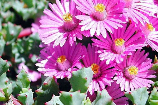 L'oscularia en extérieur 