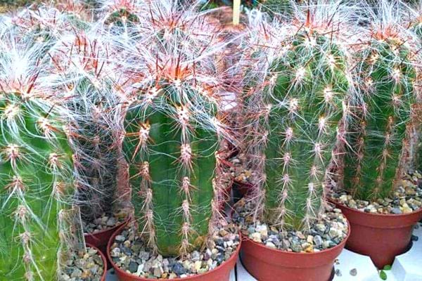 Plusieurs oreocereus dans des petits pots de fleurs avec des cailloux 