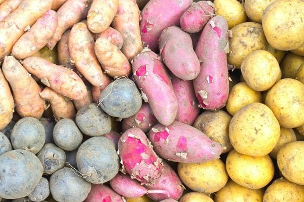 Plusieurs variétés de pomme de terre de différentes couleurs