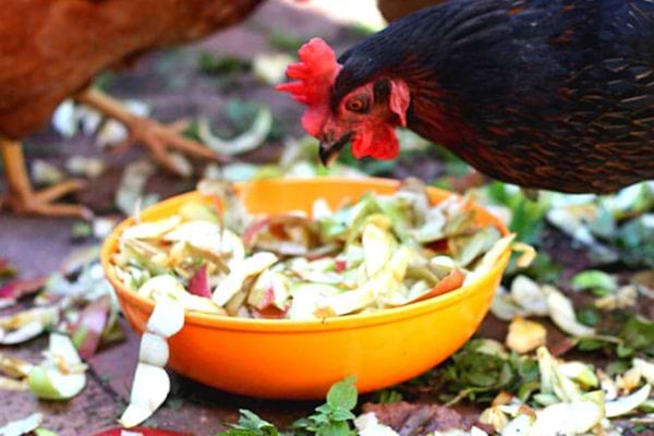 Ein Pollo Che aß den Mund der Mela