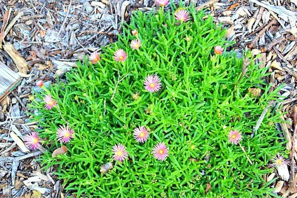 Un pourpier de Cooper en extérieur avec des cailloux