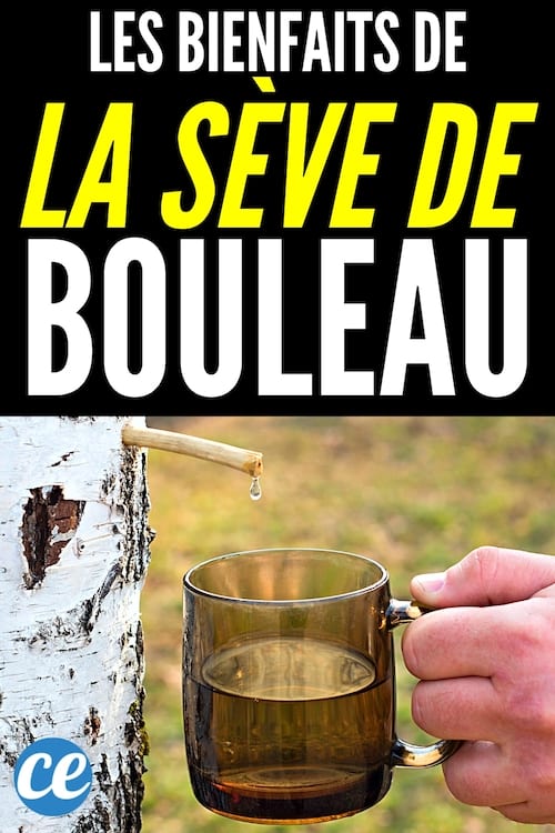 Une main qui récolte de la sève de bouleau.