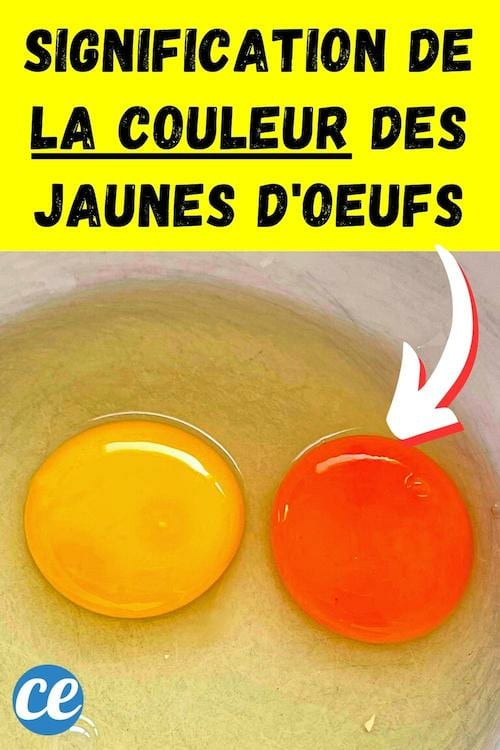 2 jaunes d'oeufs qui n'ont pas la même couleur : quelle est la signification ?