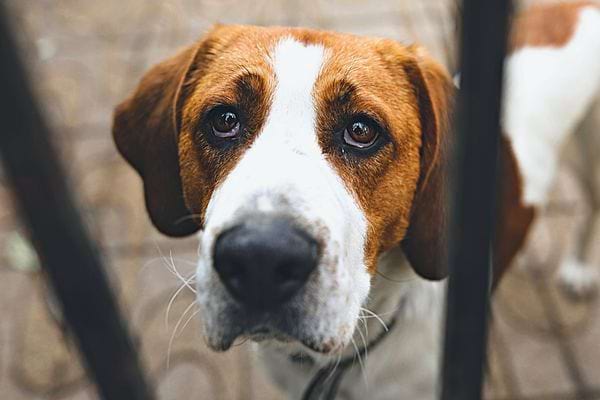Un chien avec un air triste derrière des barreaux 