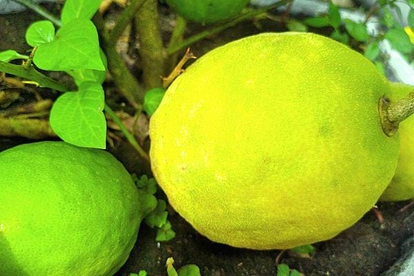 Deux citrons qui ne sont pas mûrs