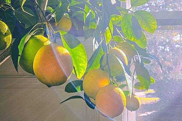Une plante de Citronnier avec des rayons de soleil