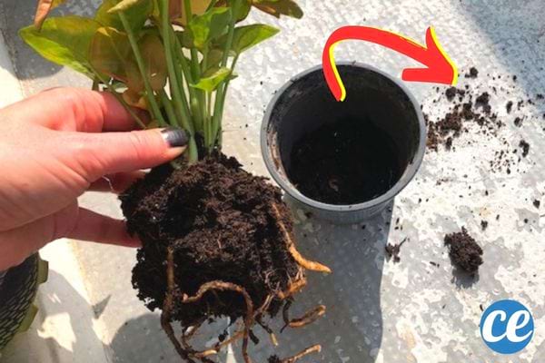 enlever la terre d'une plante à rempoter