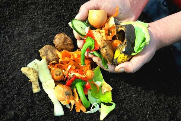 Une personne qui a du compost dans ses mains sur de la terre