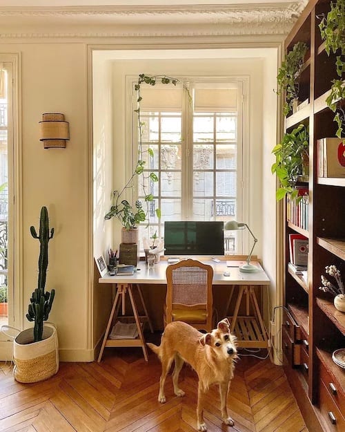 Un bureau avec un chien juste devant 