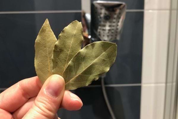 Trois feuilles de laurier devant une douche