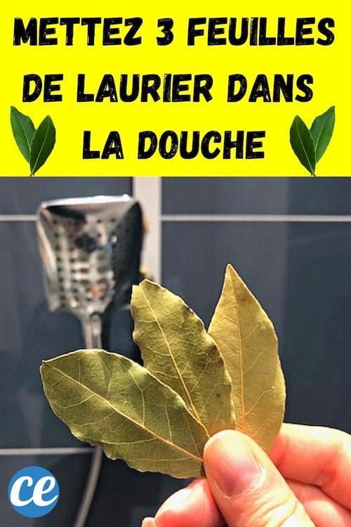3 feuilles de laurier qui sont mis dans la douche pour leurs bienfaits