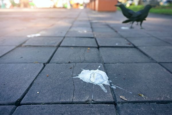 Taubenkot auf dem Boden