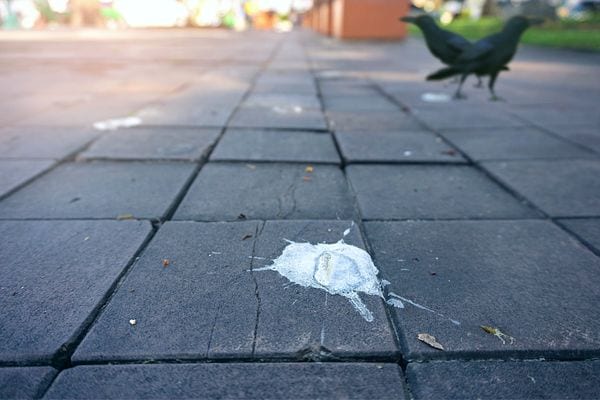 Une fiente de pigeon au sol 