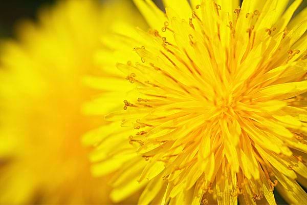 Un pissenlit vu de très près