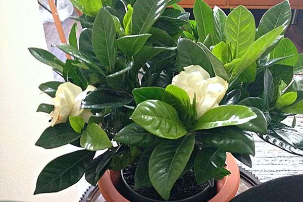 Une plante de Gardénia en intérieur